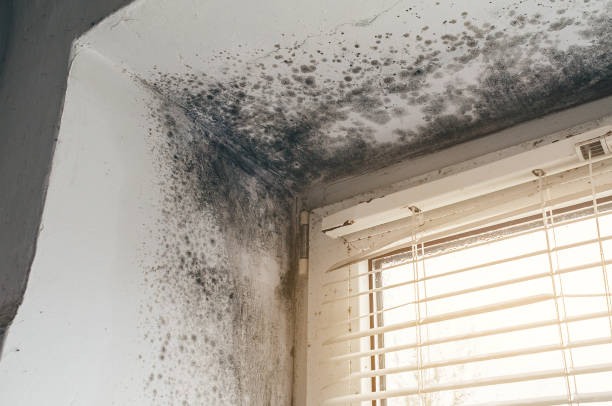 Affordable Mold Removal solutions in Chester, NJ
